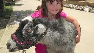 AnimalZone - Season 3, Episode 5 Featuring the Helen Woodward Animal Center