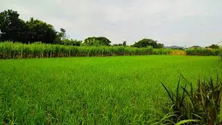 Watering Rice Field No Rain //BinaNels Journey