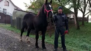 🔊📹ФЕЙЗАР ПРОДАНИЙ, поїхав до нових господарів🛻🧳👍💪🔥