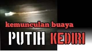 VIRAL# VIDIO ASLI...kemis kliwon kemuculan BUAYA PUTIH di brantas kediri