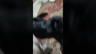 ロキドキ