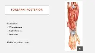 Posterior Compartment of the Forearm: Movement and Innervation