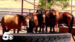 Oklahoma rodeo company loses dozens of horses, Department of Agriculture investigating