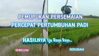 Pemupukan Pada Persemaian Padi dan Antisipasi Sundepnya