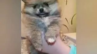 Скромняшечка🐕