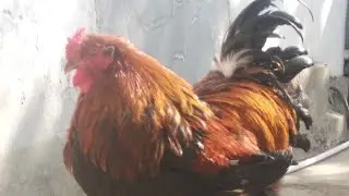 КАК КОРМИТЬ БРАМ.КУРЫ БРАМА