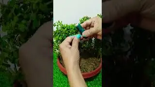 Krishna Jade Topiary #jade #topiary #janamashtami #janamashtmispecial #laddogopal #hildacrafty