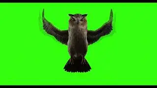 OWL #9  || GREEN SCREEN  || ANIMATION  || FREE 3D