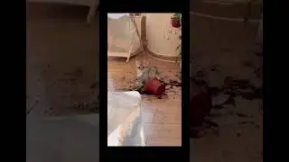 Котик садовник🐈🪴