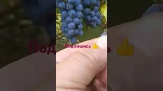 Сорт винограда маркет полностью вызрел и набрал сахар