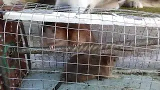 Крыселовка на крыс своими руками.Попалось сразу две крысы.