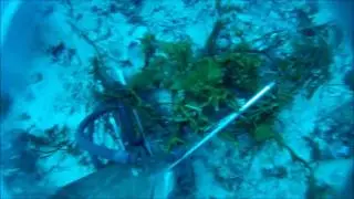 MG shark encounter