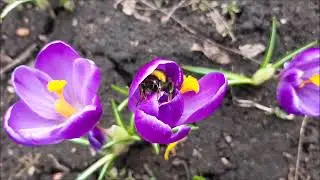 Весна.  Гостинец от зайчика.  Шмель в цветке.