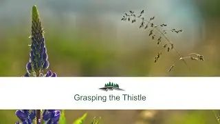 Grasping the Thistle (and viewing the Lupins)