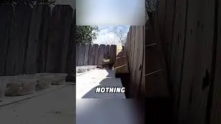 #lovely #animals #cutespets #animallover #cute #fyp #foryou #shortvideo #shorts #funny
