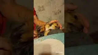 #чишкамалышка #чишкамарта #чихуахуавдоме