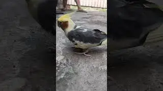 Walking cockatiel 