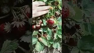 Клубника в Клину СБОР!