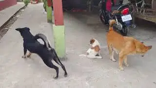 The dog walks happily in the park3