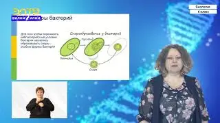 6-класс | Биология  | Общая характеристика бактерий. Многообразие и значение бактерий