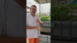 गावरान टोमॅटो आणि देशी लवंगी मिरची 