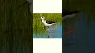 #shorts👍🐦Ходулочник