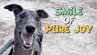 Our Greyhound's Unbelievable Focus!: A Thrilling Chase for Red Squirrels