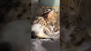 Леопардиха съедает котика🙀все комментарии хейтров- в одном видео!😂это любовь или ненависть?