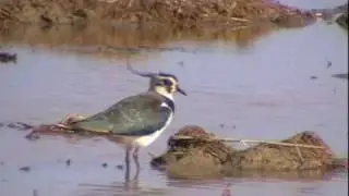 Avefría ( Vanellus vanellus )