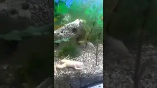 Slatkovodna, akvarijska žaba ( Freshwater, aquarium frog)