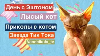 День с Эштоном. Лысый кот сфинкс. Звезда Тик Тока