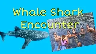 Swimming With Whale Sharks In Oslob Cebu l Kuya CJ Vlogs