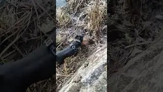 Ягдтер'єр Джон і бобер))