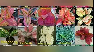 Aglaonema Varietes and Price