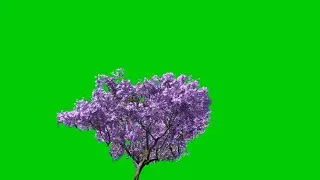 green screen leaves blowing