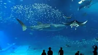美ら海水族館
