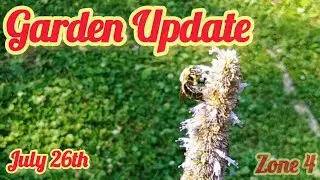 Garden Update July 26th | blueberries & basil | zone 4
