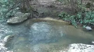 DEATH CHAMBER in Forbes State Forest-Fayette County, PA.