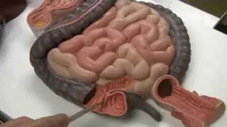 Digestive System