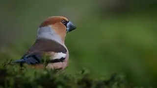 Vogelgezwitscher asrm