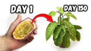 Passionflower Plant Germination | Passiflora