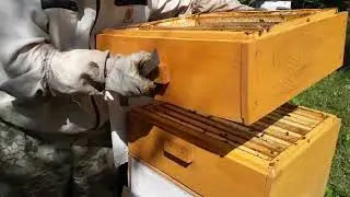 Начали отбирать мёд