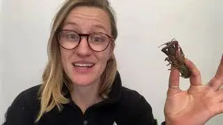 Creek Days 2021 - Red Swamp Crayfish