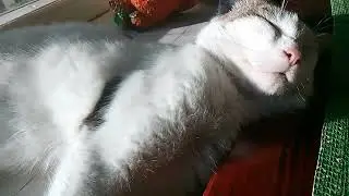 Котейшество само милейшество!