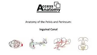 Anatomy of the Pelvis and Perineum 2 - Inguinal Canal