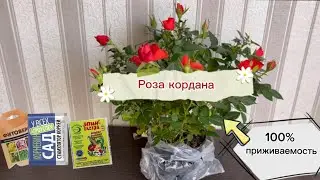 Роза кордана или роза из пятерочки 🤩Пересадка, уход,адаптация после покупки🌹