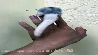 Смешные животные и природа #50 лучшие моменты