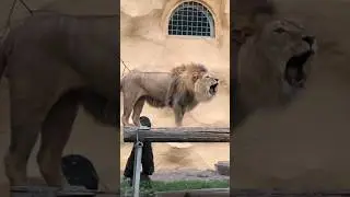 Арыстан ашулы / Лев рассержен