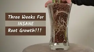 The Magical Propagation Method V2 is PHENOMENAL! Insane Root Growth