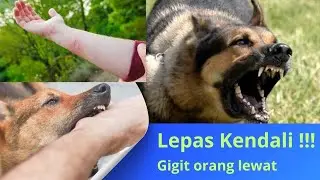 Apes..ibu-ibu Olahraga jadi Korban German Shepherd Peliharaan Tetangga